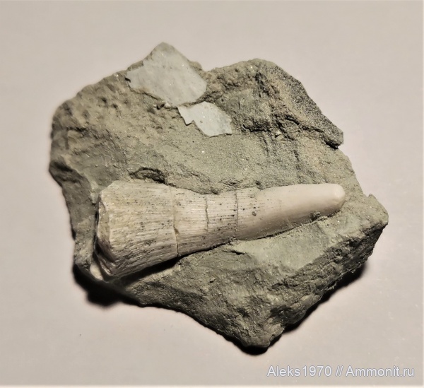 девон, рыбы, Латвия, Glyptolepis, Гауя, Laccognathus, Panderichthys rhombolepis