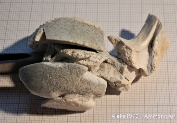 девон, рыбы, Латвия, Asterolepis ornata, Гауя, pectoral fins, грудной плавник