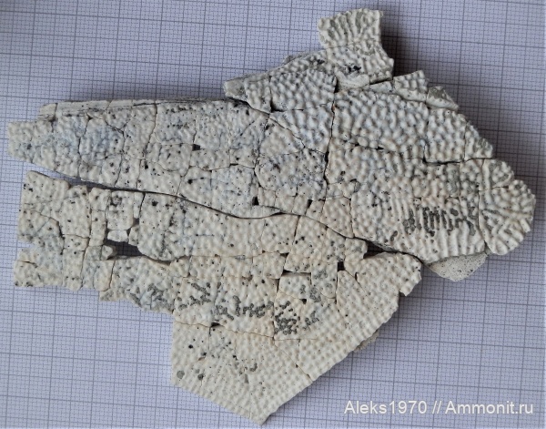 девон, рыбы, Латвия, Asterolepis ornata, Гауя