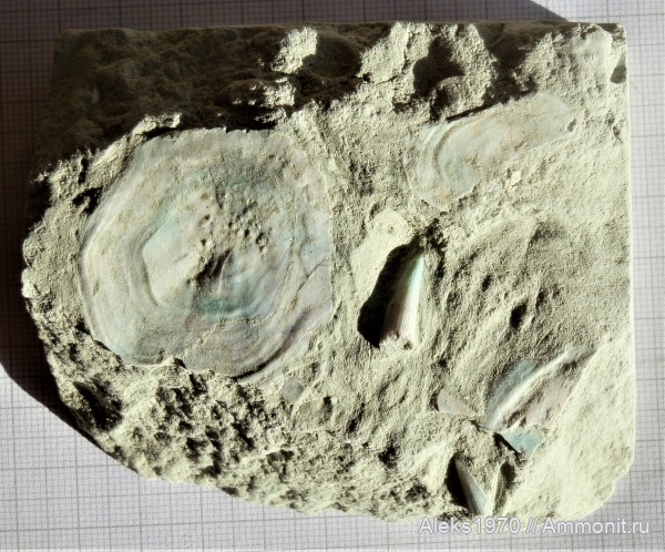 девон, рыбы, Латвия, Sarcopterygii, Гауя, Laccognathus, Porolepiformes
