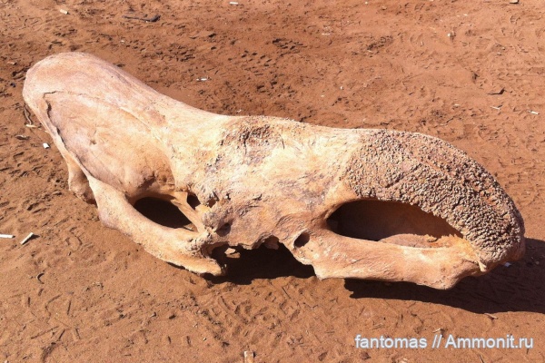 Coelodonta, Носороговые
