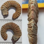 Фрагмент раковины Zaraiskites zarajskensis