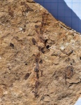 Побег бовманитового Sphenophyllum stouckenbergii Schmalhausen с частично сохранившимися листьями