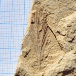 Фрагмент листа Kerpia sp. (?)