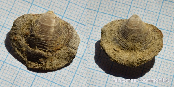 пермь, Cleiothyridina pectinifera