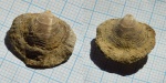 Cleiothyridina pectinifera (Sowerby,1841)