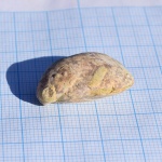 Обрастатели на брахиоподе Dielasma sp. (?)