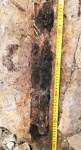 Signacularia noinskii Zalessky
