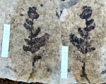 Отпечаток папоротника Pecopteris sp.
