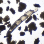 Фораминифера Marginulina pseudolinearis Kuznetsova, 1965 (?)