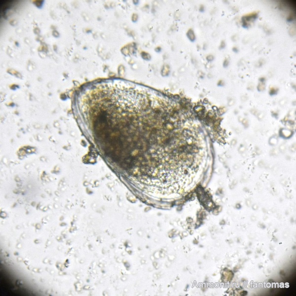 Ostracoda, верхний кимеридж, микропалеонтология, Galliaecytheridea