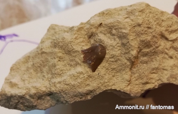 мел, зубы акул, Ptychodus, Ptychodus altior