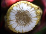 Срез мшанки Rhombotrypella sp.?