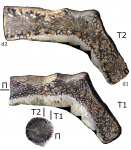 Dyscritella spinigeriformis Morozova, 1970 (?)