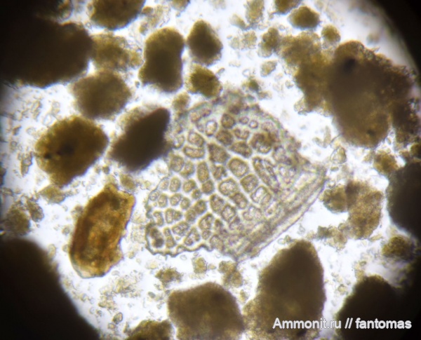 волжский ярус, Ostracoda, микропалеонтология