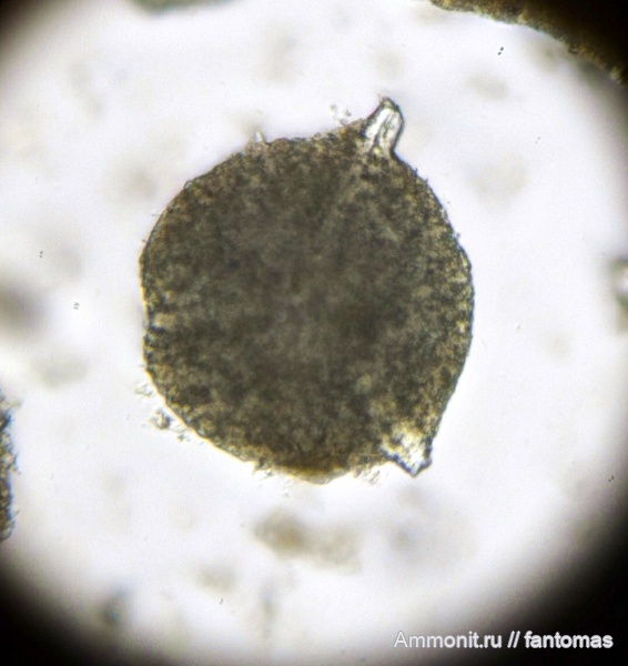 Santonian, радиолярии, Radiolaria