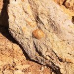 Двустворка Monotis sp.