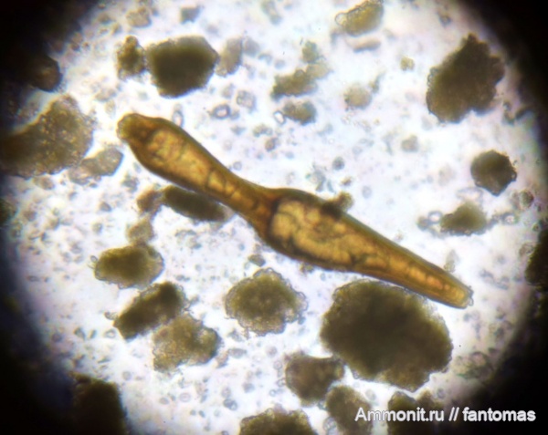 Foraminifera, микропалеонтология, Kimmeridgian