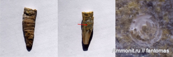 казанский ярус, Polycoelia, Calophyllum