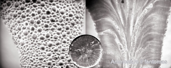 Bryozoa, казанский ярус