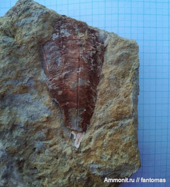 Conularia, казанский ярус, Conularia hollebeni