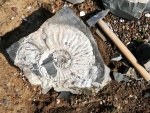 Аммонит Paradeshayesites sp. (?)