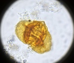Пыльцевое зерно Protohaploxypinus sp.