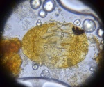 Пыльцевое зерно Protohaploxypinus sp.(?)
