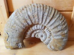 Кусок аммонита