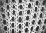 Мшанка Fenestella sp. (?)