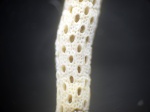 Веточка Streblascopora sp.