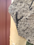 Sphenophyllum sp. с ветвлением