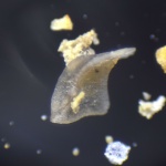 Palmatolepis sp.