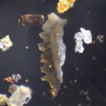 Icriodus sp. Вид сбоку
