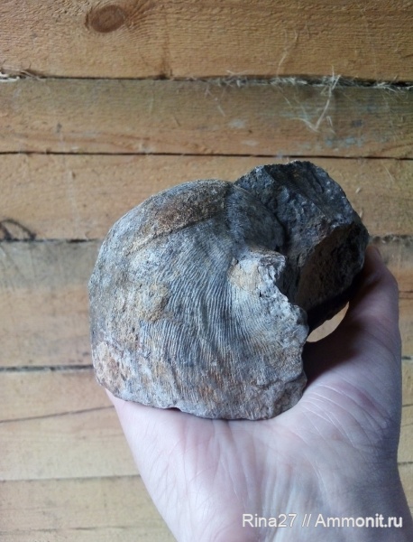 девон, Gigantoproductus