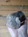 Гигантопродуктус