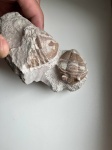 Ленинградская область