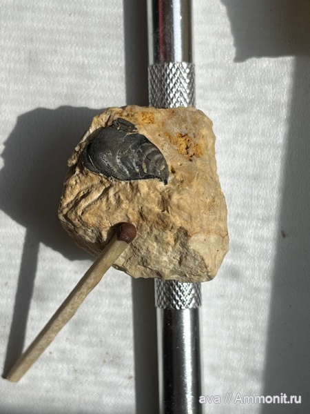 Пески, Deltodus concha