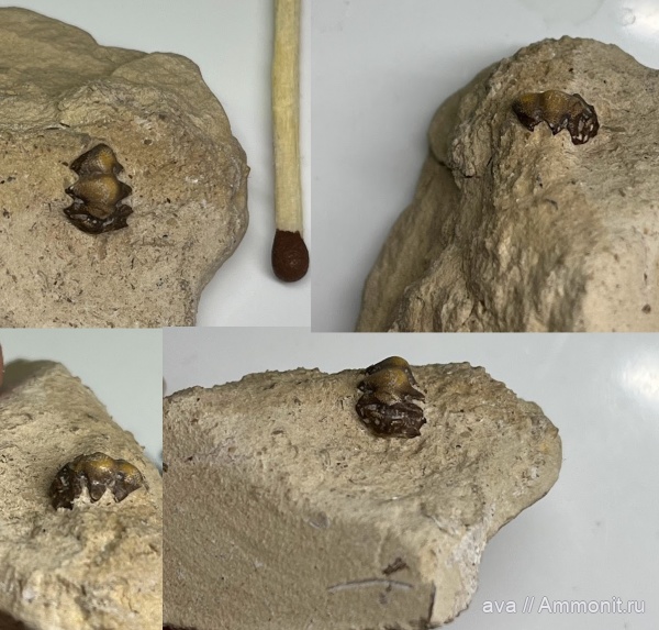 Helodus, Заборье, pleuroplax