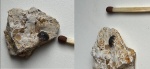 ’’Helodus’’ [’’Pleuroplax’’] sp.