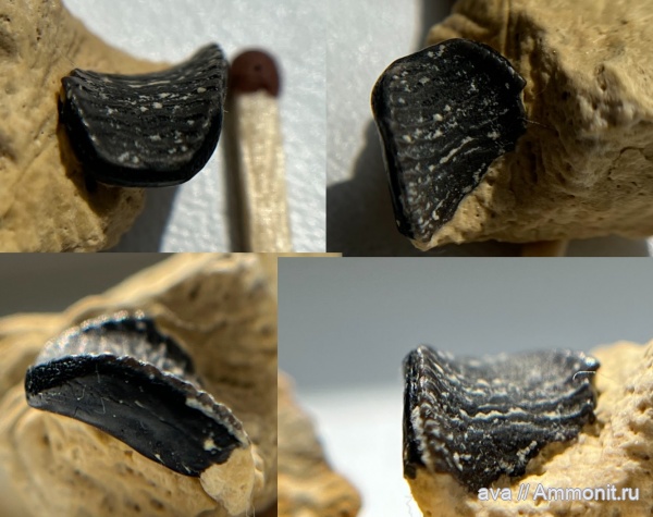 Пески, Solenodus
