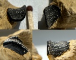 Solenodus crenulatus