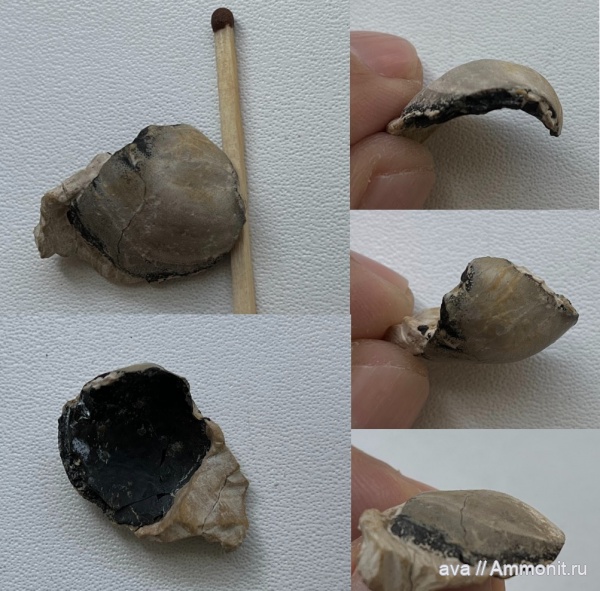 Пески, Deltodus