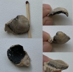 Deltodus grandis (?)