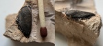 Sandalodus