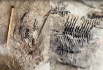 Paraconularia mosquensis