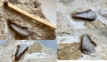 Platyxystrodus