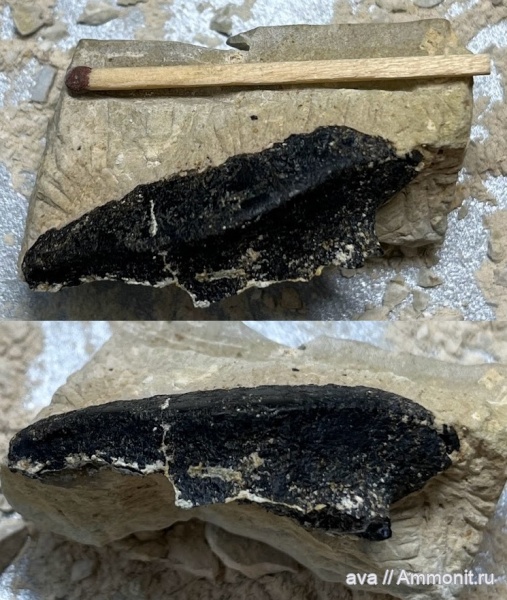 карбон, Пески, рыбы, Polyrhizodus
