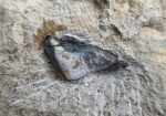 зубик Platyxystrodus
