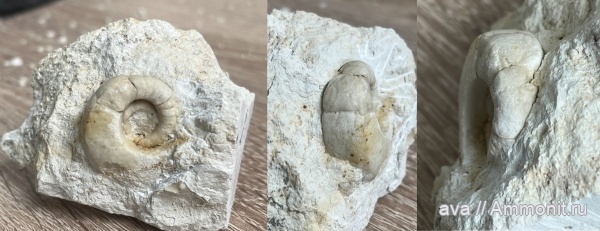 карбон, головоногие моллюски, Горы, Nautilida